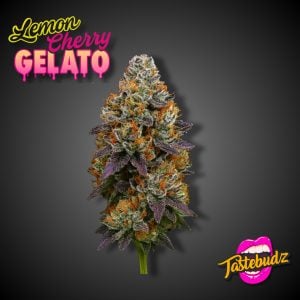 Lemon Cherry Gelato strain cannabis bud, dessert cannabis seeds tastebudz genetics UK