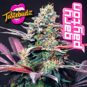 Tastebudz Gary Payton Seeds - Peanut Butter Cookies x Gary Payton Feminized Cannabis Seeds