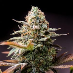 Cereal Milk seeds — sweet creamy dessert hybrid with dense frosty buds and vanilla-milk terpenes by Tastebudz Genetics