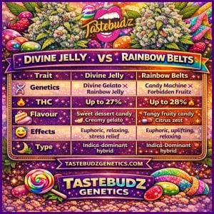 Divine Jelly vs Rainbow Belts cannabis strain comparison infographic showing genetics, THC levels, flavour profiles and effects from Tastebudz Genetics