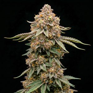 Classic Cannabis Strains UK - Gary Payton seeds by Tastebudz Genetics – (Gary Payton × Peanut Butter Cookies) best cannabis seeds UK