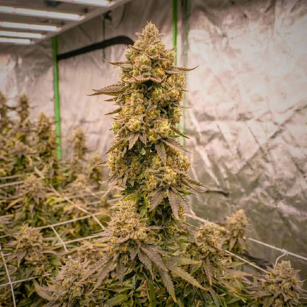 lemon cherry gelato cannabis seeds UK Tastebudz Genetics gelonade x trop cherry