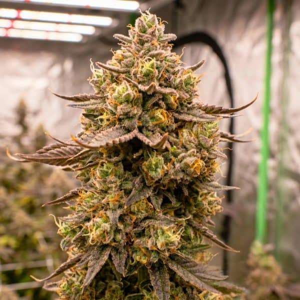 Lemon Cherry Gelato sativa-leaning hybrid cannabis seeds by Tastebudz Genetics