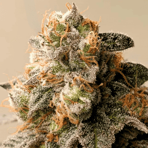 Back to the future strain feminized cannabis seeds UK by Tastebudz Genetics