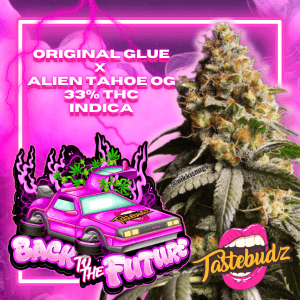 Back to the Future strain by Tastebudz Genetics indica dominant cannabis seeds UK