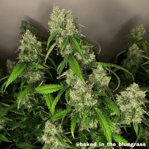 vanilla frosting strain autoflowering cananbis seeds UK by Tastebudz Genetics