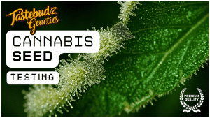 Tastebudz Genetics Cannabis Seed Testing - Premium Cannabis Seeds Stability and Testing