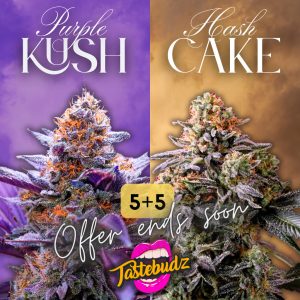 hash cake strain & purple kush strain feminized cannabis seeds UK | Tastebudz Genetics