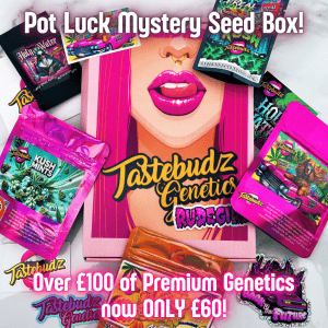 Pot Luck Mystery Cannabis Seeds Box UK | Tastebudz Genetics Cannabis Seeds UK