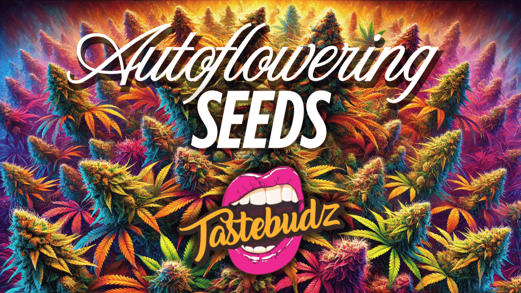 Tastebudz Genetics autoflower cannabis seeds U.K collection banner