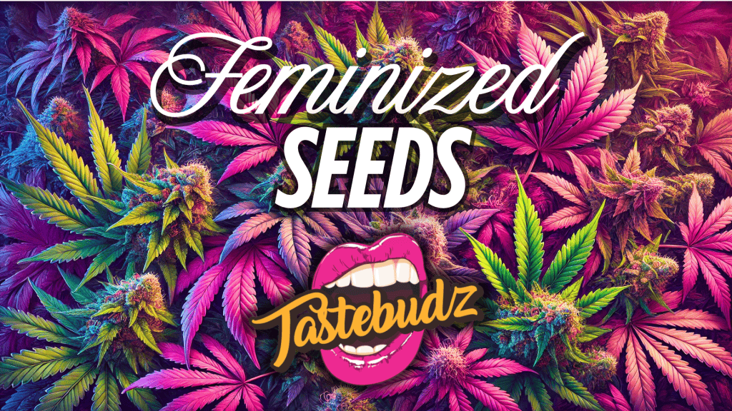 Tastebudz Genetics feminized cannabis seeds UK collection banner