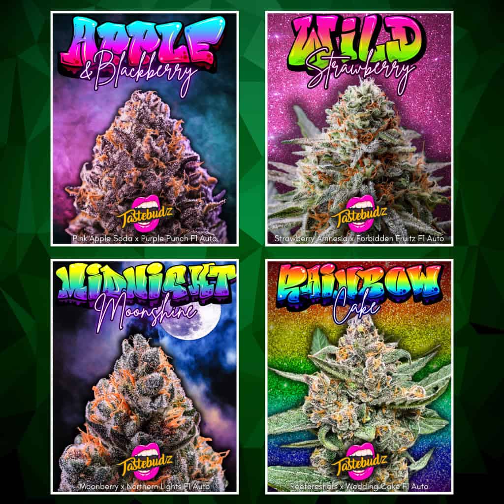 F1 Autoflower Seeds Guide by Tastebudz Genetics – Complete UK Autoflowering Resource