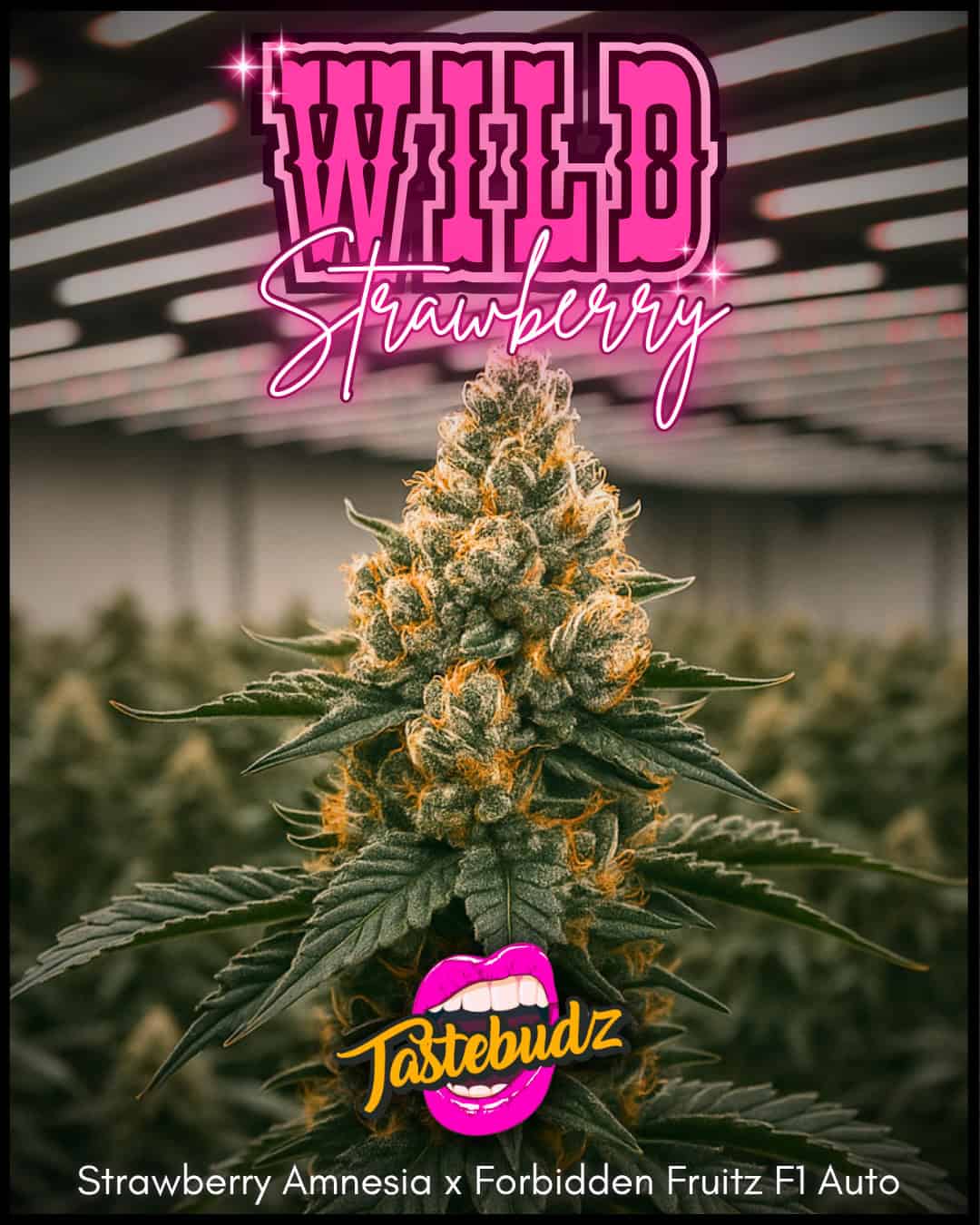 Wild Strawberry Strain