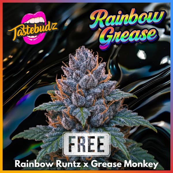 rainbow grease strain Tastebudz Genetics