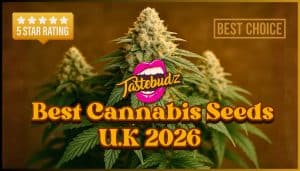 Best Cannabis Seeds UK | Tastebudz Genetics