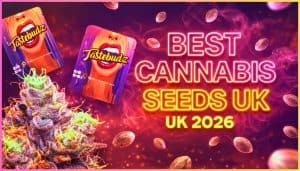 Best cannabis seeds UK 2026 promotional banner featuring neon text, floating cannabis seeds, Tastebudz Genetics packaging, and a frosty cannabis bud with colourful smoke effects.