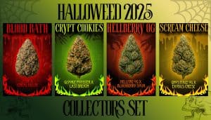 Trichome-rich Halloween cannabis strain from Tastebudz Halloweed 2025 Collection – Hellberry OG Scream Cheese Crypt Cookies Blood Bath | limited edition souvenir seeds UK