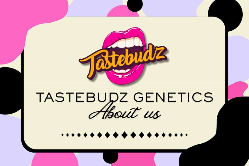 The Tastebudz Genetics Breeder blog header with gradient background representing a UK cannabis seed breeder and certified genetics brand