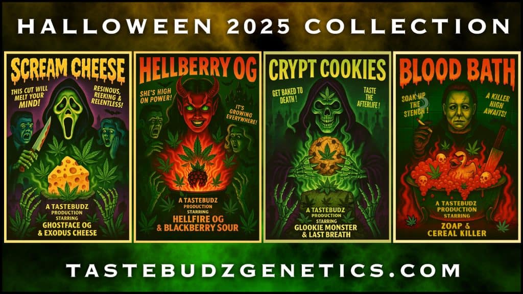 Tastebudz Halloween Cannabis Strains 2025 | Limited Edition Feminized Cannabis Seeds UK