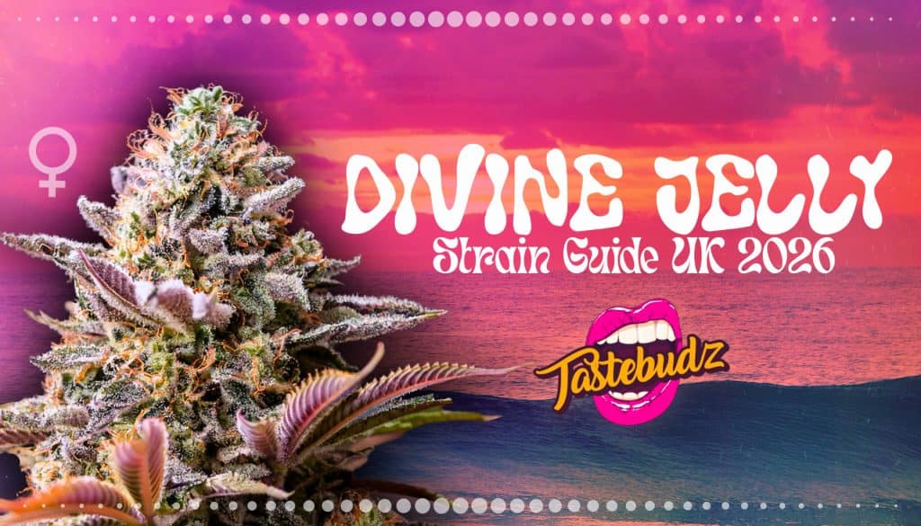 Divine Jelly strain guide UK 2026 – cannabis strain with purple frosty buds and citrus berry terpene profile