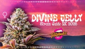 Divine Jelly strain guide UK 2026 – cannabis strain with purple frosty buds and citrus berry terpene profile