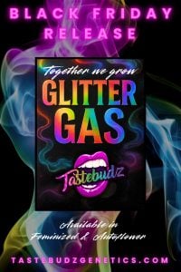 Tastebudz Genetics Glitter Gas Strain Black Friday Promo Seeds | Cannabis Seeds UK