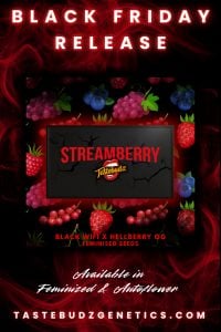 Tastebudz Genetics Streamberry Strain Black Friday Promo Seeds | Cannabis Seeds UK