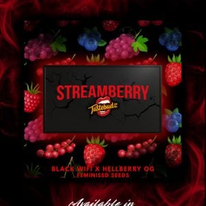 Tastebudz Genetics Streamberry Strain Black Friday Promo Seeds | Cannabis Seeds UK