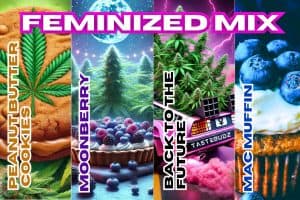 FEMINIZED CANNABIS SEED MIX PACK | CANNABIS SEED VARIETY PACK BY TASTEBUDZ GENETICS