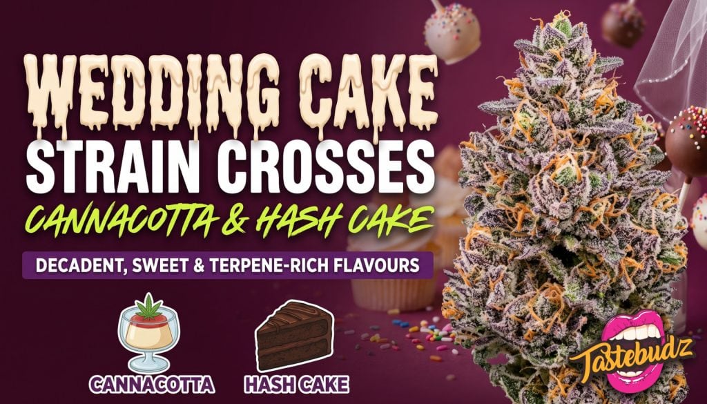 Tastebudz Genetics Wedding Cake Strain Crosses — modern dessert hybrids for flavour-focused seed collectors featuring cannacotta and hash cake strains
