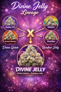 Divine Jelly strain lineage infographic