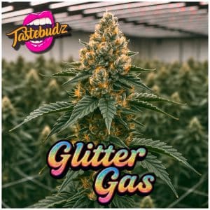 glitter gas strain by Tastebudz Genetics – Glitterbomb × Candy Fumez cannabis seeds product image