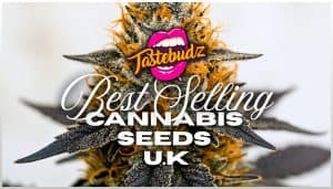 best selling cannabis seeds uk | Tastebudz Genetics