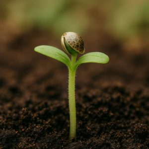 Cannabis Seeds for Beginners UK