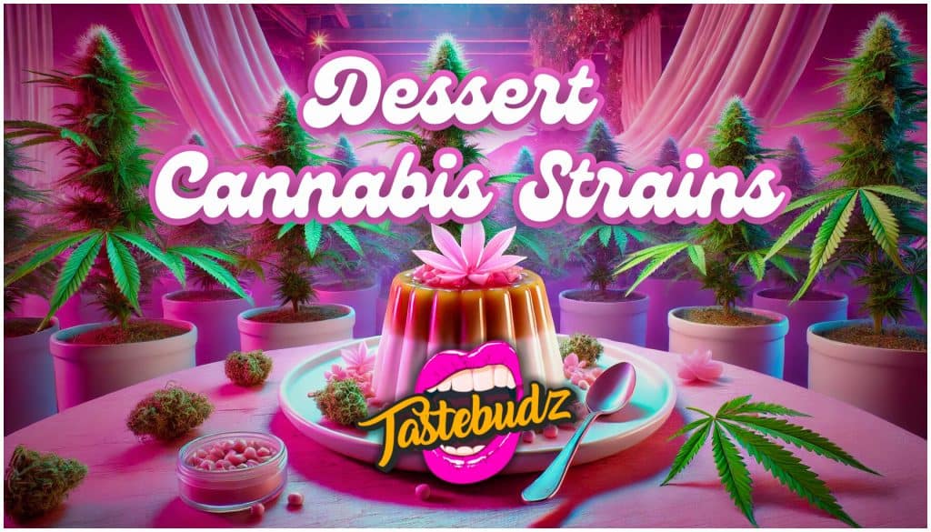 Dessert cannabis strains with sweet, candy-like terpene profiles and colourful buds