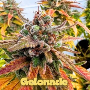 Gelonade Strain Feminized Cannabis Seeds UK from Tastebudz Genetics