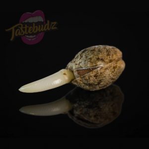 Cannabis seed sprout close-up macro photo showing seed preservation and viability – Tastebudz Genetics UK