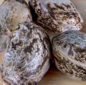 Close-up photo of cannabis seed UK – souvenir genetics by Tastebudz Genetics 