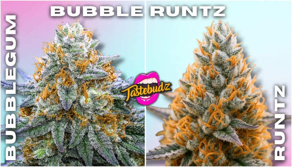 Bubble Runtz strain cannabis buds showcasing frosty trichomes, dense structure and candy-sweet dessert genetics