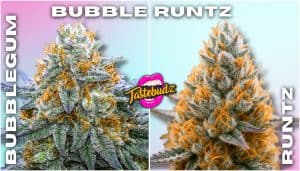 Bubble Runtz strain cannabis buds showcasing frosty trichomes, dense structure and candy-sweet dessert genetics