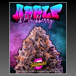 Tastebudz Apple & Blackberry F1 Autoflower strain from the F1 Autoflower Flavour Collection.