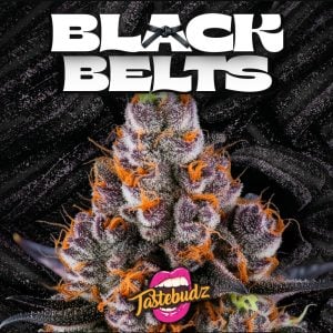 Black Belts strain cannabis buds – Rainbow Belts × Black Sugar hybrid with frosty resin and dark candy tones
