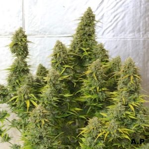 orange cookiesstrain autoflower cannabis seeds UK Tastebudz Genetics