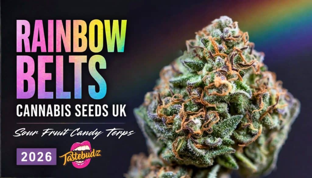 Rainbow Belts strain guide with cannabis bud with visible trichomes and natural green and purple hues, candy and citrus terpene profile banner for cannabis seeds UK 2026 guide