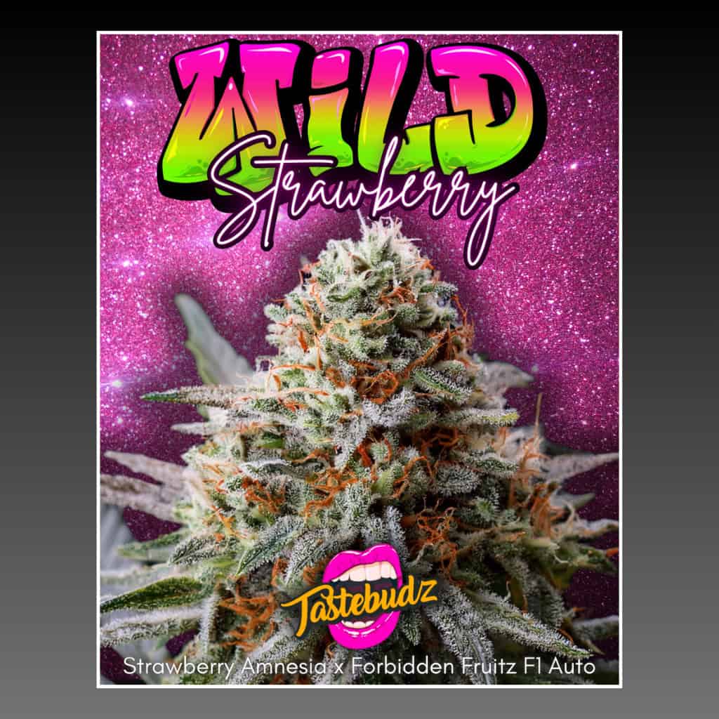 Tastebudz Wild Strawberry F1 Autoflower strain — fruity flavour profile from the F1 collection