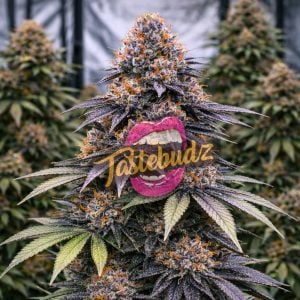 Black Belts strain full cannabis plant with purple frosted buds and orange pistils bred from Rainbow Belts x Black Sugar by Tastebudz Genetics