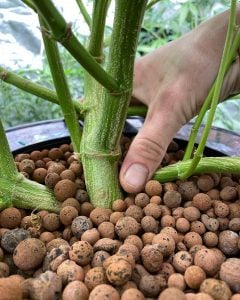 orange cookies autoflower cannabis seeds UK root image