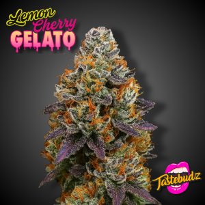 LEMON CHERRY GELATO STRAIN SEEDS MACRO CLOSE UP
