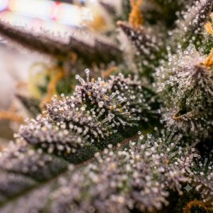 LEMON CHERRY GELATO STRAIN SEEDS MACRO TRICHOME SHOT