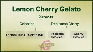 Lemon Cherry Gelato strain genetic lineage infographic featuring Gelonade and Tropicanna Cherry as parents, with Gelonade descending from Lemon Skunk and Gelato #41, and Tropicanna Cherry from Tropicana Cookies x Cherry Cookies - breeder diagram by Tastebudz Genetics